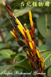 金葉木，花朵與莖的圖片