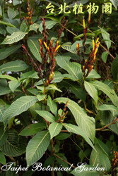 金葉木，葉子與花的圖片