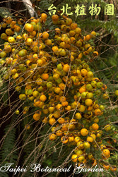 毛凍子椰子，果實的圖片