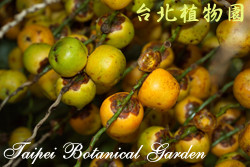 毛凍子椰子，果實的圖片(放大版)