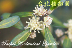 雀舌黃楊，花朵與葉的圖片