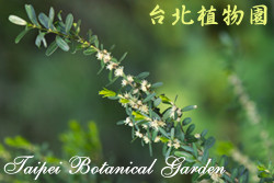 雀舌黃楊，葉子的圖片