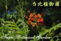 黃蝴蝶，花朵的圖片