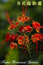 黃蝴蝶，花朵的圖片