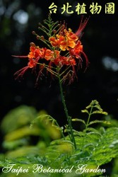 黃蝴蝶，花朵的圖片