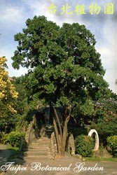 臺灣肖楠，樹的圖片