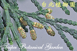 臺灣肖楠，雄花的圖片