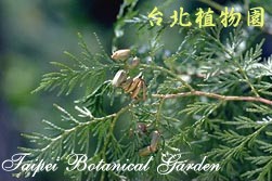 臺灣肖楠，果實的圖片