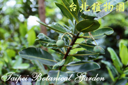 瓊崖海棠，果實與葉子的圖片