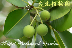 瓊崖海棠，果實的圖片