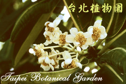 瓊崖海棠，花朵的圖片