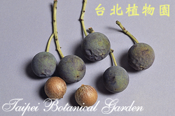 瓊崖海棠，果實的圖片