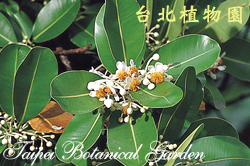 瓊崖海棠，花朵的圖片