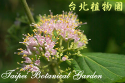 朝鮮紫珠，花朵的圖片