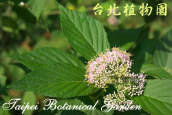 朝鮮紫珠，花與葉的圖片(由上而下拍攝)