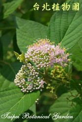 朝鮮紫珠，花與苞的圖片(由側面拍攝)