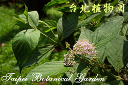 朝鮮紫珠，花與葉的圖片(由遠處拍攝)