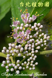 朝鮮紫珠，花與花苞的圖片