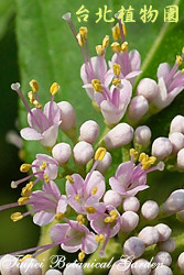 朝鮮紫珠，花的圖片(特寫)