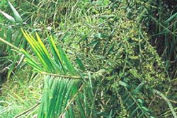 闊葉省藤，葉子的圖片