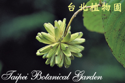 喜樹，果實的圖片