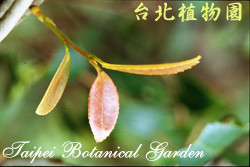 油茶，葉子的圖片