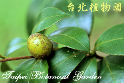 油茶，果實與葉子的圖片