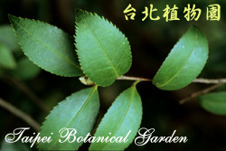 油茶，葉子的圖片