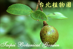 油茶，果實的圖片