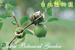 油茶，果實的圖片