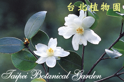 油茶，花朵的圖片