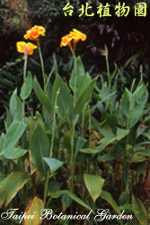 美人蕉，花朵與葉的圖片