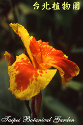 美人蕉，花朵的圖片