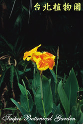 美人蕉，花朵與葉子的圖片