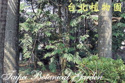 香水樹，樹的圖片