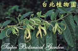 香水樹，花朵的圖片