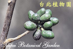 香水樹，果實的圖片