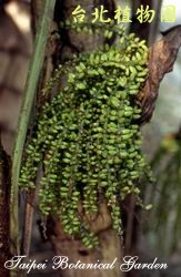 叢立孔雀椰子，葉子的圖片