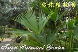 拿馬草，葉子的圖片