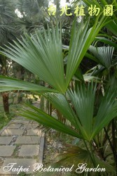 巴拿馬草，植株的圖片