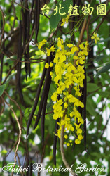 阿勃勒，花朵的圖片