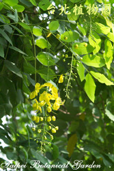 阿勃勒，葉子與花的圖片