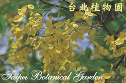 阿勃勒，花朵的圖片