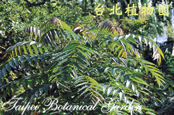 香椿，樹的圖片