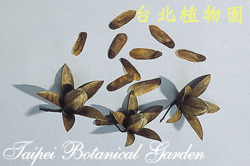 香椿，果實的圖片