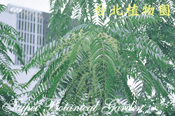 香椿，葉子的圖片