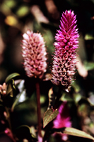 青葙，花朵的圖片