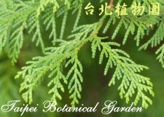 紅檜，局部枝條的圖片