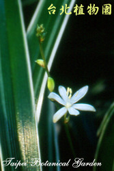白紋草，花朵的圖片