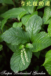 臺灣及己，葉子的圖片